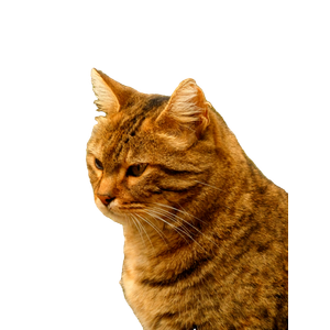 A Beautiful Tabby Cat With Brown Fur Sitting Outdoors, Illuminated By Warm Sunlight. 12654 - Cat PNG image with transparent background